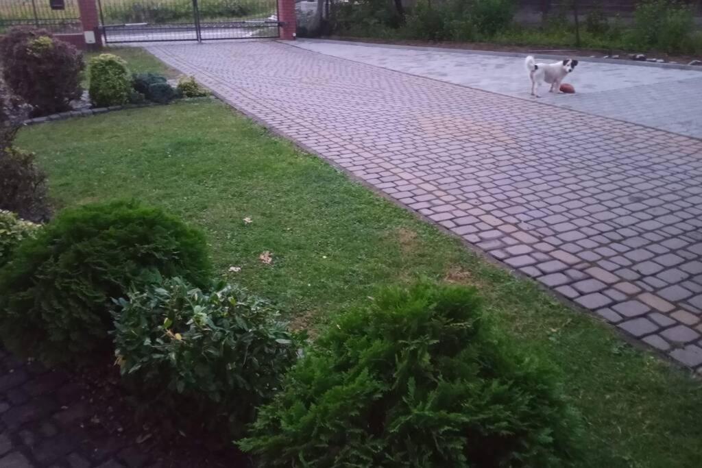 Studio Familly-Nocleg-Zator- Wadowice-Oswiecim-Krakow Bachowice المظهر الخارجي الصورة